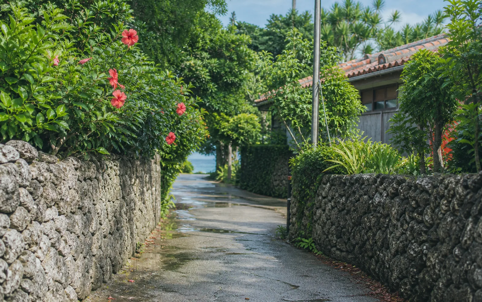 徳之島の海と山のイメージ